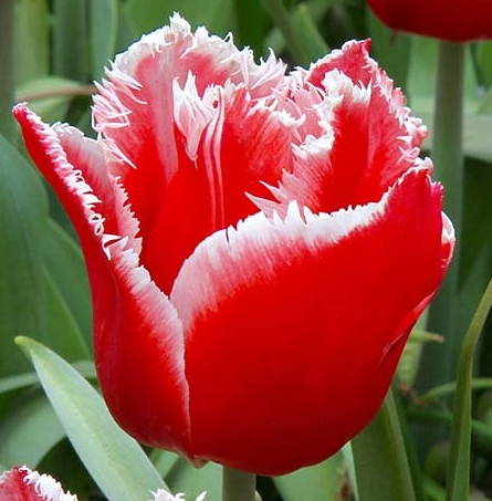 Tulip Canasta Variety ( shredded tulip ) 3 bulbs