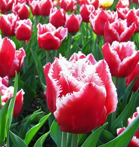 Tulip Canasta Variety ( shredded tulip ) 3 bulbs