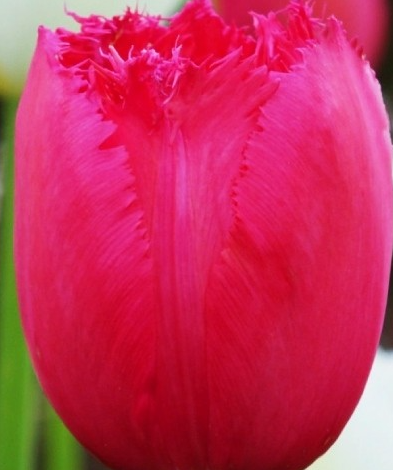 Tulip Burgundy Lace Variety ( shredded tulip ) 3 bulbs
