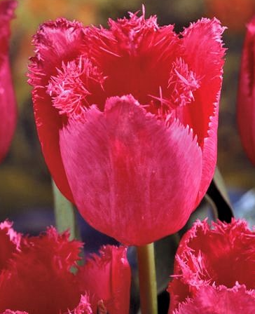 Tulip Burgundy Lace Variety ( shredded tulip ) 3 bulbs