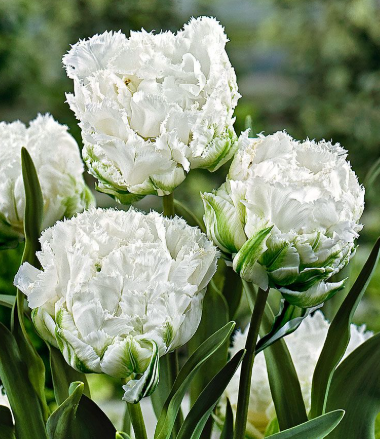 Tulip Snow Crystal Variety ( shredded tulip ) 3 bulbs