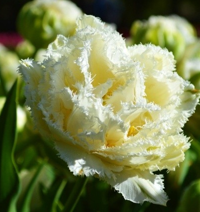 Tulip Snow Crystal Variety ( shredded tulip ) 3 bulbs