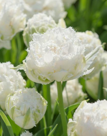 Tulip Snow Crystal Variety ( shredded tulip ) 3 bulbs