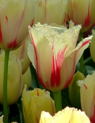 Tulip Carrousel Variety ( shredded tulip ) 3 bulbs