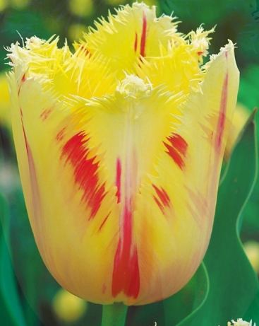 Tulip Carrousel Variety ( shredded tulip ) 3 bulbs