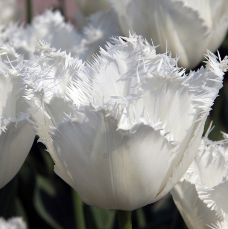 Tulip Honey Moon Variety ( shredded tulip ) 3 bulbs