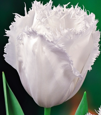 Tulip Honey Moon Variety ( shredded tulip ) 3 bulbs