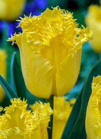 Tulip Hamilton Variety ( shredded tulip ) 3 bulbs
