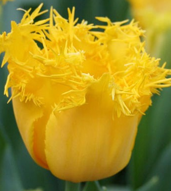 Tulip Hamilton Variety ( shredded tulip ) 3 bulbs