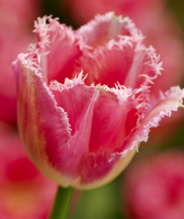 Tulip Fancy Frills Variety ( shredded tulip ) 3 bulbs