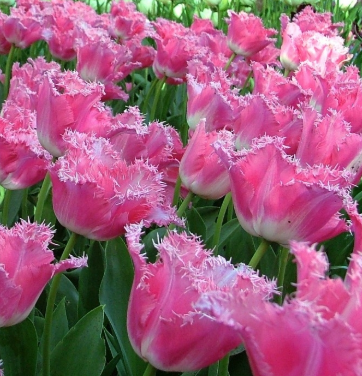 Tulip Fancy Frills Variety ( shredded tulip ) 3 bulbs