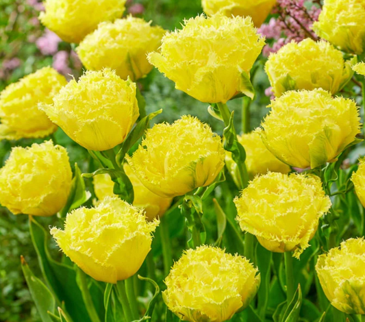 Tulip Full Lemon Shoot Variety ( shredded tulip ) 3 bulbs