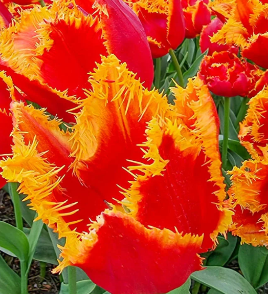 Tulip Fabio Variety ( shredded tulip ) 3 bulbs