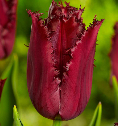 Tulip Pacific Pearl Variety ( shredded tulip ) 3 bulbs