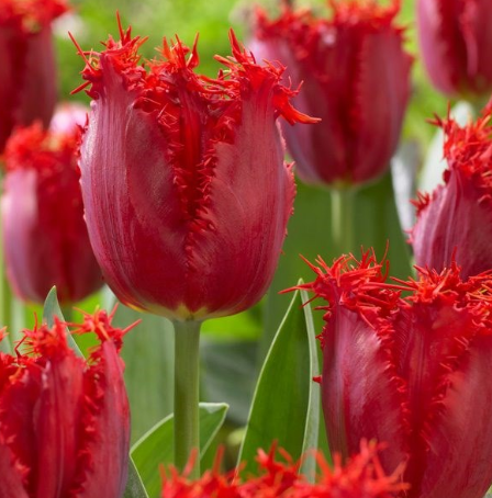 Tulip Pacific Pearl Variety ( shredded tulip ) 3 bulbs