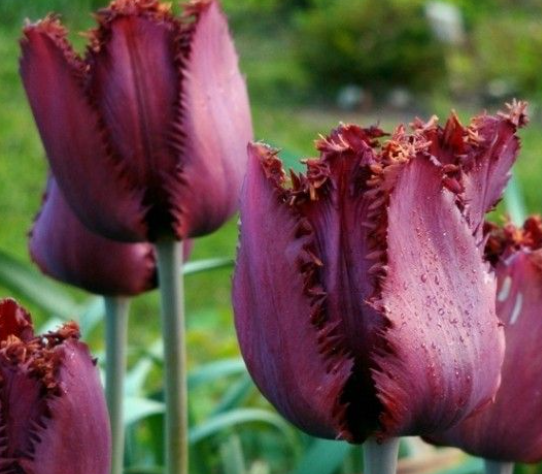 Tulip Black Jewel Variety ( shredded tulip ) 3 bulbs