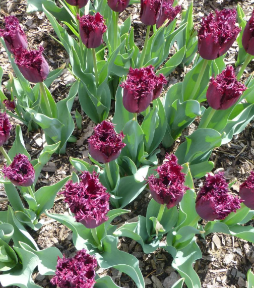 Tulip Black Jewel Variety ( shredded tulip ) 3 bulbs