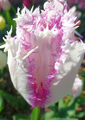 Tulip Aria Card Variety ( shredded tulip ) 3 bulbs