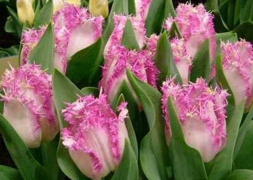 Tulip Aria Card Variety ( shredded tulip ) 3 bulbs