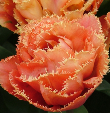 Tulip Sensual Touch Variety ( shredded tulip ) 3 bulbs
