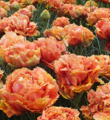 Tulip Sensual Touch Variety ( shredded tulip ) 3 bulbs