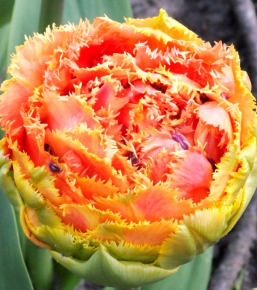 Tulip Sensual Touch Variety ( shredded tulip ) 3 bulbs