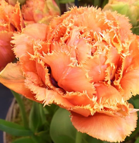 Tulip Sensual Touch Variety ( shredded tulip ) 3 bulbs