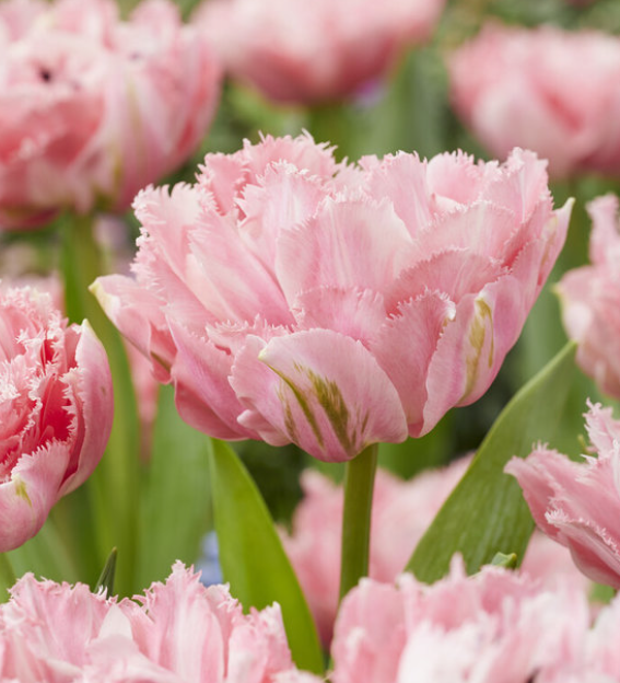 Tulip Sugar Crystal Variety ( shredded tulip ) 3 bulbs