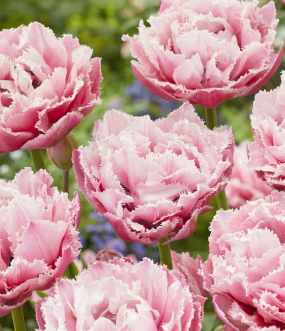 Tulip Sugar Crystal Variety ( shredded tulip ) 3 bulbs