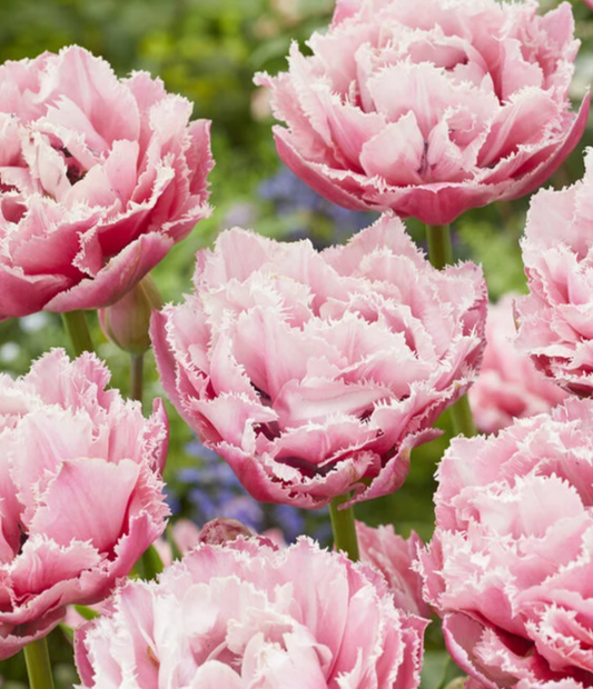 Tulip Sugar Crystal Variety ( shredded tulip ) 3 bulbs