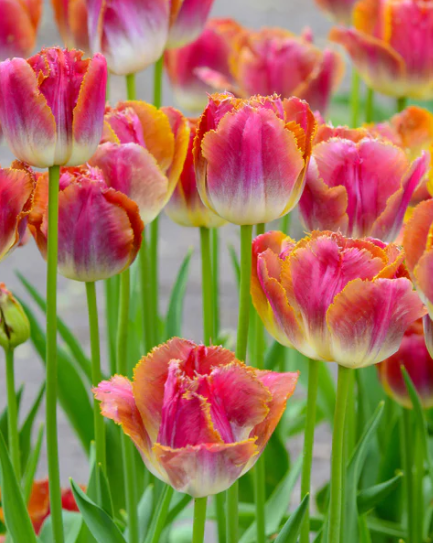 Tulip Sunset Miami Variety ( shredded tulip ) 3 bulbs