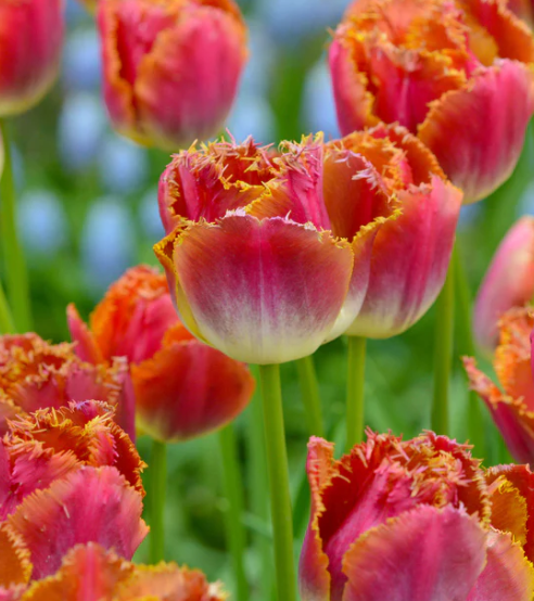 Tulip Sunset Miami Variety ( shredded tulip ) 3 bulbs