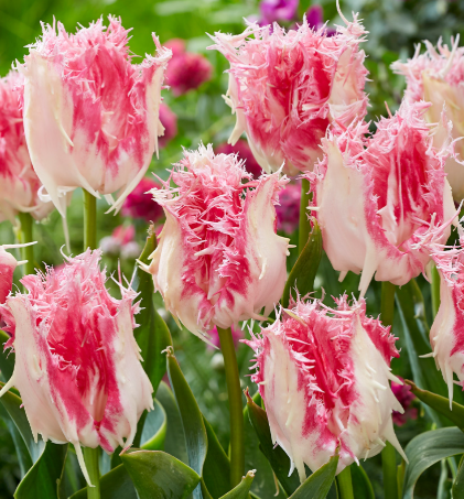 Tulip Drakensteyn Variety ( shredded tulip ) 3 bulbs
