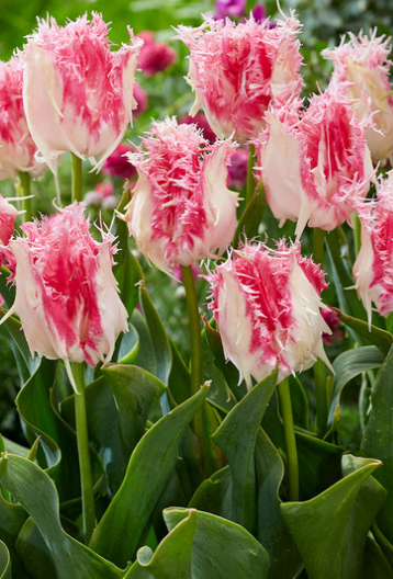Tulip Drakensteyn Variety ( shredded tulip ) 3 bulbs