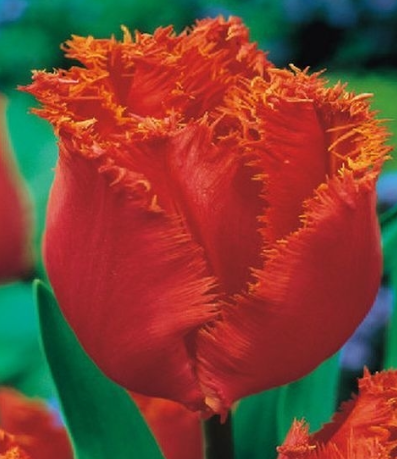 Tulip Noranda Variety ( shredded tulip ) 3 bulbs