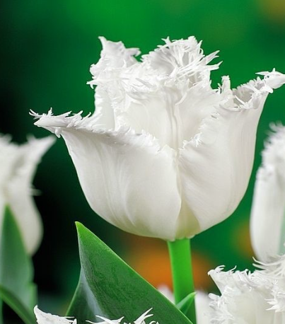 Tulip Royal Sphinx Variety ( shredded tulip ) 3 bulbs