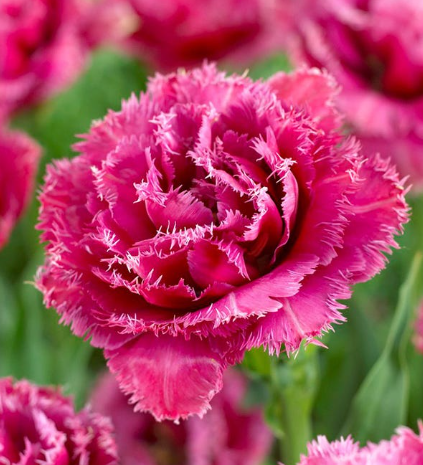 Tulip Mascotte Variety ( shredded tulip ) 3 bulbs