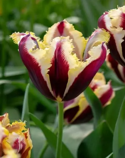 Tulip Gavota Special Variety ( shredded tulip ) 3 bulbs