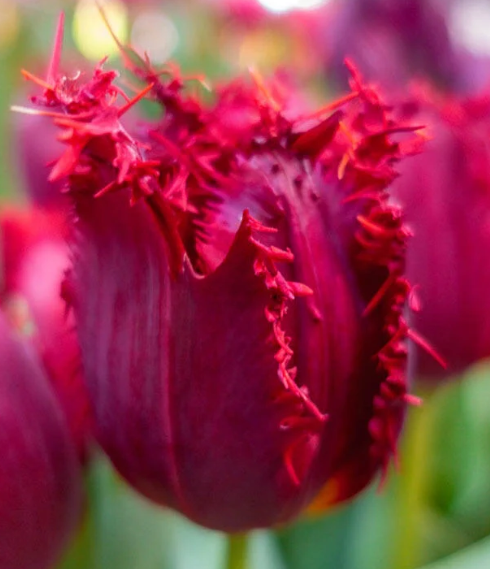 Tulip Valery Gergiev Variety ( shredded tulip ) 3 bulbs