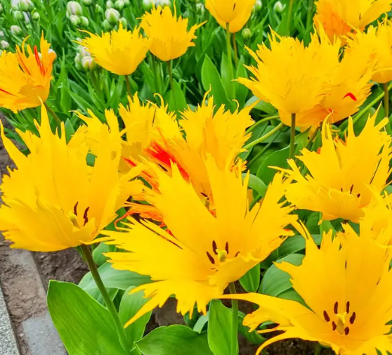 Tulip Golden Leo Variety ( shredded tulip ) 3 bulbs