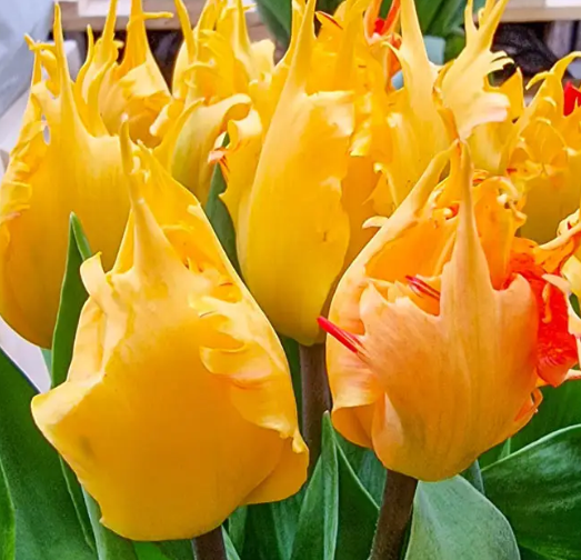 Tulip Golden Leo Variety ( shredded tulip ) 3 bulbs