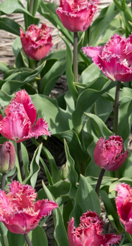 Tulip Katie Melua Variety ( shredded tulip ) 3 bulbs