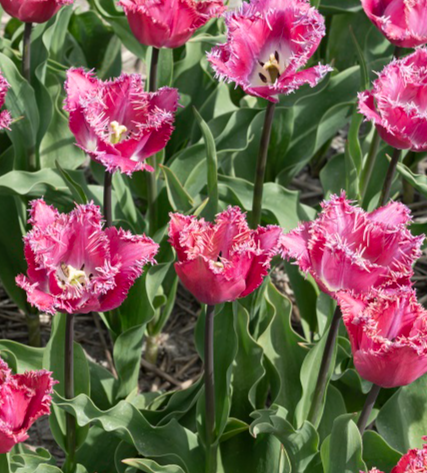 Tulip Katie Melua Variety ( shredded tulip ) 3 bulbs