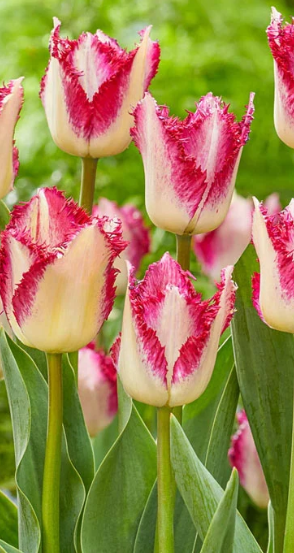 Tulip Passion Play Variety ( shredded tulip ) 3 bulbs