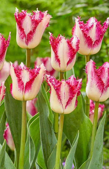 Tulip Passion Play Variety ( shredded tulip ) 3 bulbs