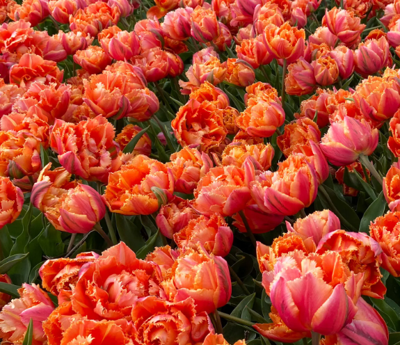 Tulip Royal Centennial Variety ( shredded tulip ) 3 bulbs