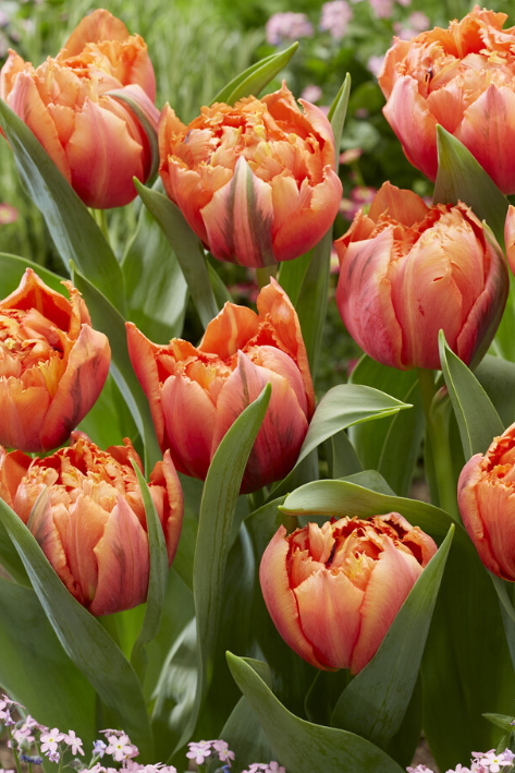 Tulip Royal Centennial Variety ( shredded tulip ) 3 bulbs