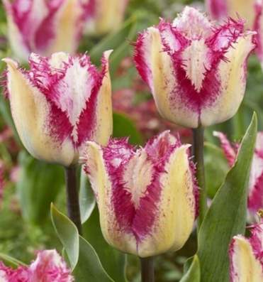 Tulip Yasmine Variety ( shredded tulip ) 3 bulbs