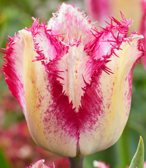 Tulip Yasmine Variety ( shredded tulip ) 3 bulbs