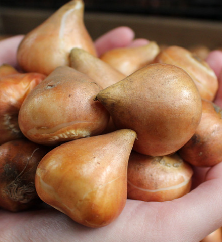 Tulip Yasmine Variety ( shredded tulip ) 3 bulbs